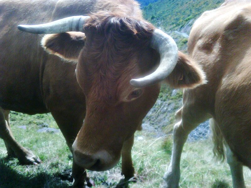 The local cattle don’t like interlopers on the Pyrenees trail!
